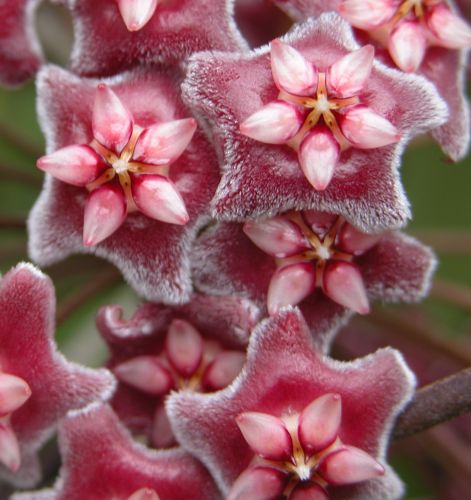 Hoya carnosa red-white Porcelainflower - wax plant seeds