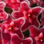 Hoya carnosa red  semillas