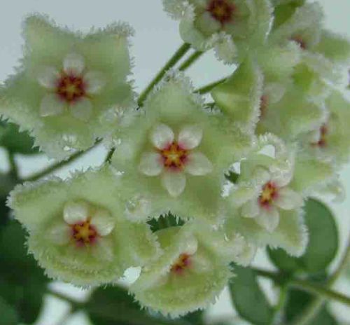 Hoya carnosa white-green Porcelainflower - wax plant seeds