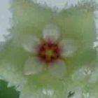 Hoya carnosa white-green