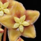 Hoya carnosa yellow-brown  semi