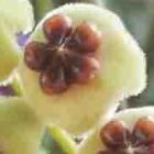 Hoya carnosa yellow-red Porzellanblume - Wachsblume Samen