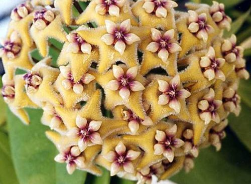 Hoya carnosa yellow-white-purple Porcelainflower - wax plant seeds