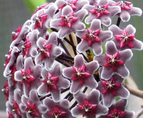 Hoya fusca Porcelainflower - Wax Plant seeds