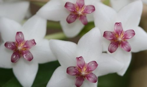 Hoya lanceolata subsp. lanceolata Porcelainflower - Wax Plant seeds