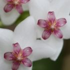 Hoya lanceolata subsp. lanceolata Porzellanblume - Wachsblume Samen
