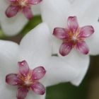 Hoya lanceolata subsp. lanceolata