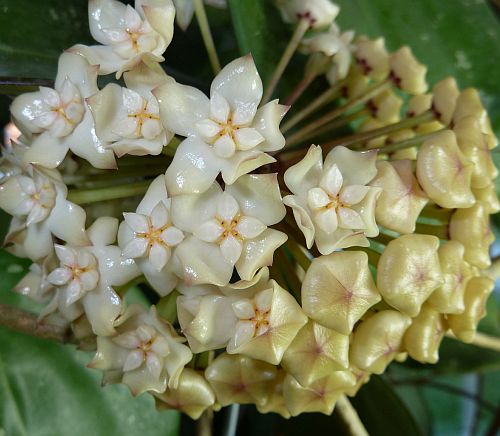 Hoya latifolia Hindu rope - Wax plant seeds