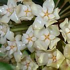 Hoya latifolia  semi