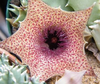 Huernia barbata Asclepiads seeds