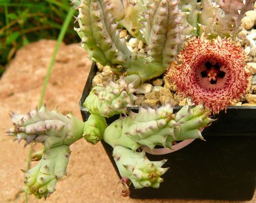 Huernia hystrix syn: Stapelia hystrix seeds