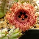 Huernia hystrix