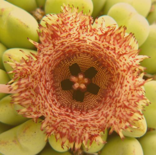 Huernia hystrix sp. nova Carrion Flower seeds