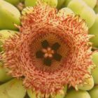 Huernia hystrix sp. nova Ascleps - Aasblume Samen