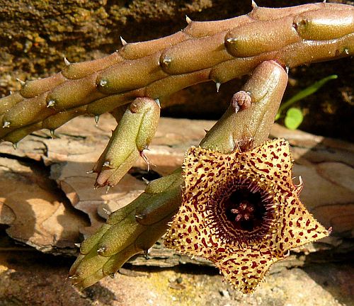 Huernia volkartii var. repens Dragon flower seeds