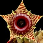 Huernia zebrina