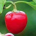 Hungarian Cherry Chili