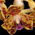 Hygrochilus parishii Orchideen Samen