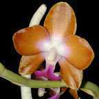 Hygrochilus parishii var. marriottiana orchidea semi