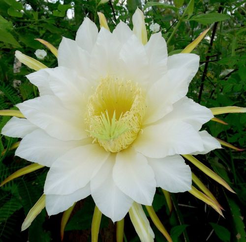 Hylocereus undatus White-fleshed Pitaya - Dragon Fruit seeds