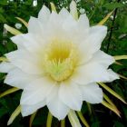 Hylocereus undatus Pitaya - Fruit de Dragon graines