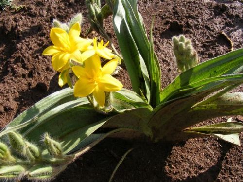 Hypoxis hemerocallidea African star grass - African potato seeds