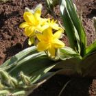 Hypoxis hemerocallidea  semi