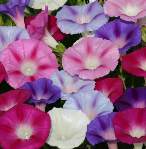 Ipomoea Lazy Luxe Mixed Morning Glory Lazy Luxe Mixed seeds