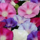 Ipomoea Lazy Luxe Mixed