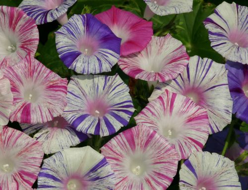 Ipomoea Purpurea Carnevale Di Venezia Morning Glory Carneval de Venice seeds