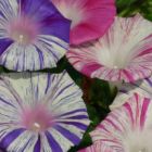 Ipomoea Purpurea Carnevale Di Venezia