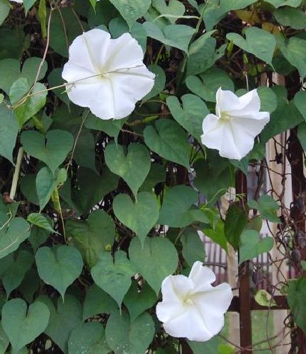 Ipomoea alba moonflower seeds