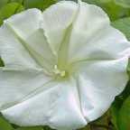 Ipomoea alba  semi