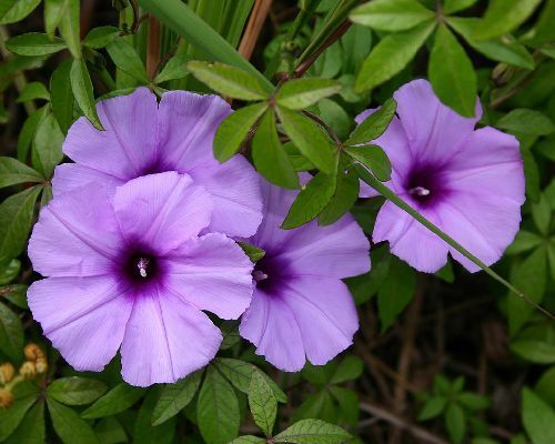 Ipomoea cairica morning glory seeds