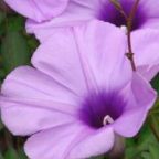 Ipomoea cairica  semillas