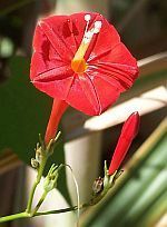 Ipomoea hederifolia Scarlet Creeper, Fiore Cardinale, Red Ipomoea semi