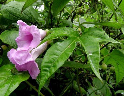 Ipomoea mauritiana giant potato seeds