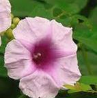 Ipomoea mauritiana  cемян