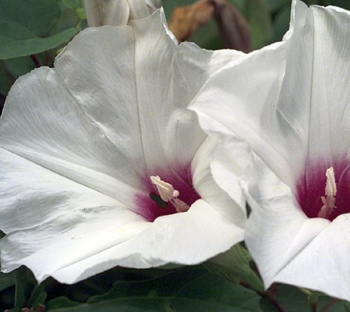 Ipomoea obscura var gracilis Obscure morning glory seeds