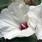 Ipomoea obscura var gracilis Fiore Cardinale semi