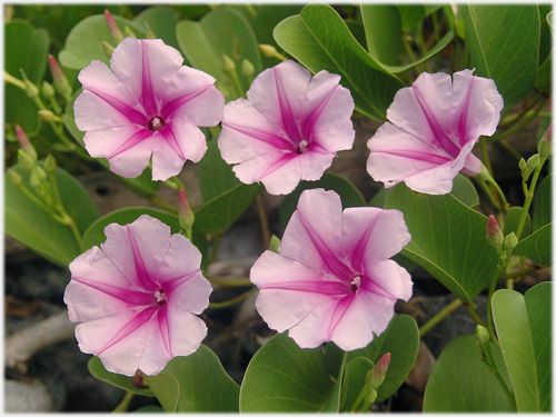 Ipomoea pes-capre ssp brasiliensis bayhops - beach morning glory - goats foot seeds