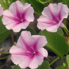 Ipomoea pes-capre ssp brasiliensis gloire du matin graines