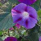 Ipomoea purpurea flor del Cardenal semillas