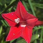 Ipomoea quamoclit flor del Cardenal semillas