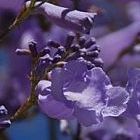 Jacaranda mimosaefolia ﻿Жакаранда мимозолистая
Палисандровое дерево cемян