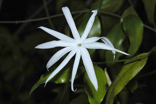 Jasminum nervosum Wild Kund seeds