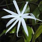 Jasminum nervosum  semi