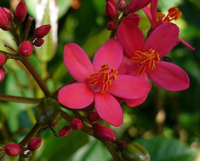 Jatropha curcas  cемян