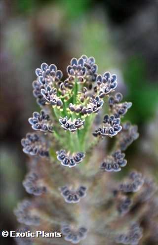 Kalanchoe delagoensis Kalanchoe seeds