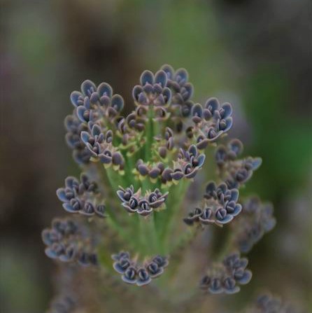 Kalanchoe delagoensis